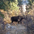 AR07-Wyoming Elk Hunt 013